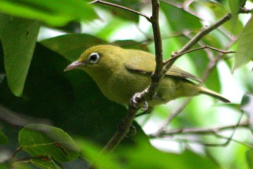 Louisiade white-eye